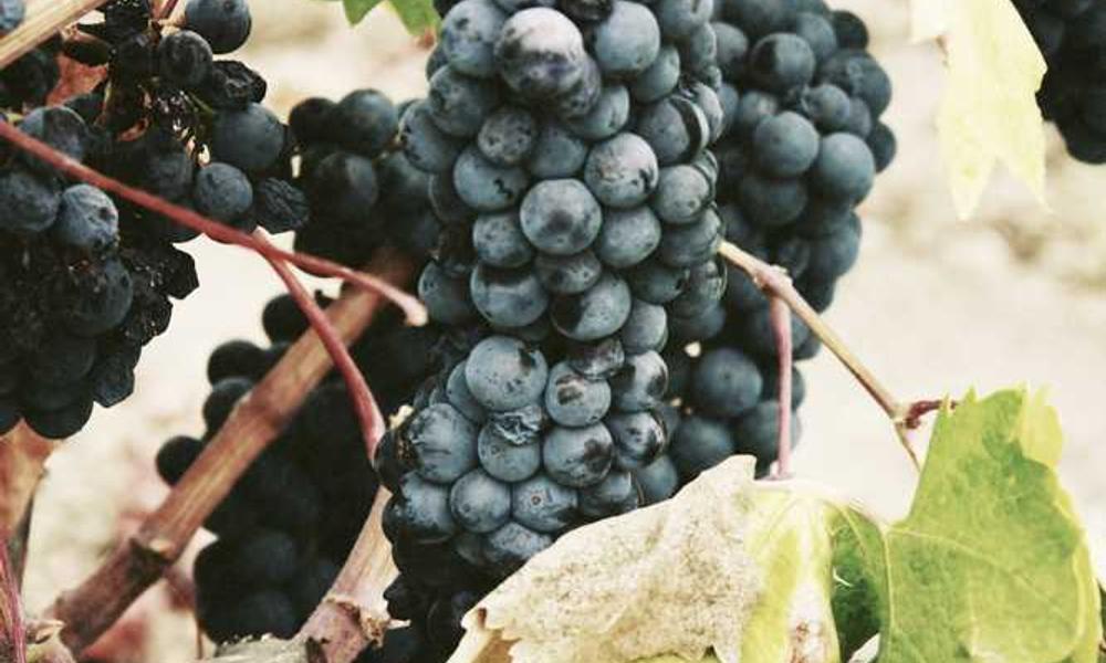 便捷高效的流量卡选择-卡七七